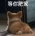 柴犬君