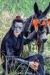 魏无羡