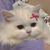 猫猫