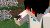 白——Red80
