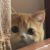 猪猪