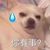 羊羊