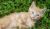小橘猫