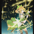 叶星澜