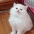 小馒头