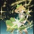 叶星澜