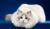 布偶猫