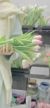 杜菁