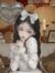 精精（白莲花）