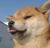 系统dog