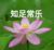 杨淑英