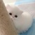 央