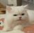 猫咪其