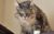 猫妖