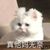 小赵