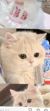 林沈猫