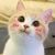 猫猫