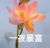 母亲大人