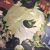 Chatnoir