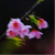 花痴