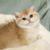 流浪猫