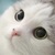 猫小纯
