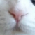 作者