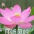 裴風(fēng)媽媽