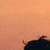 瓜
