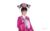 固伦和薇公主