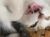 猫师傅