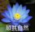 郑筱萱