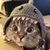 爱猫仕