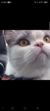 王yt