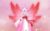 九千岁（梅花精灵王）