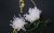 秋風(fēng)蕭菊（光）