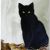 黑猫