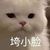 土豆