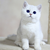 奶茶（猫咪）