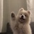 賀夫人