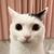 万能的猫猫