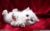 白虎，猫形态