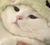 小猫