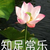 苏妈