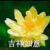 秦奶奶（元儿花）