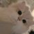 猫猫系统