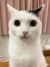某猫