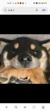 柴六斤