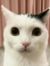超星五灵侠（除猪猪侠
