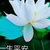 養(yǎng)父
